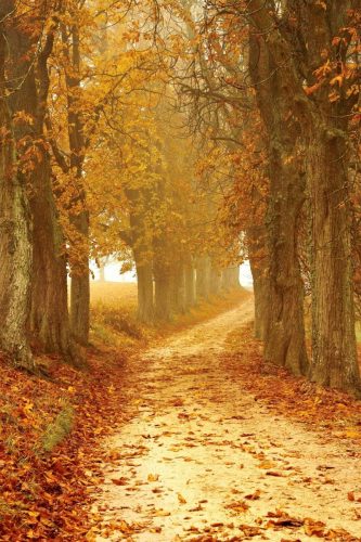 Autumn