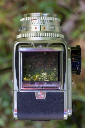 closeup